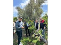 Dolu afeti sonrası hasar tespit çalışmalarına başlandı