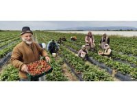 Mersin’de açıkta çilek hasadı başladı: İç pazarda kilogramı 65 ile 75 TL arasında