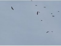 Kozan semalarında leyleklerin göç yolculuğu mest etti