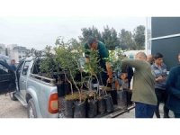 Büyükşehir’den Alanya’nın coğrafi işaretli keçiboynuzuna destek