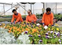 Çiçek Desenleri Günleri için 130 bin dal çiçek yetiştiriliyor