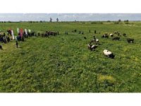 Kozan’da ıslah edilen mera alanı dualarla açıldı, sürüler alanda otlamaya başladı