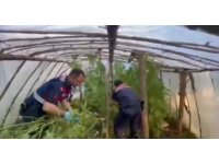 Serayı uyuşturucu tarlasına çevirmiş