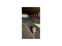 Otomobil sürüye daldı, 17 koyun telef oldu