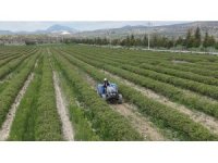 Isparta’da gül hasadı öncesi umutlar arttı: 13 bin ton rekolte bekleniyor