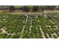 Sofraların vazgeçilmezi zahterde bereketli hasat