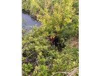 Yayladağı’nda gölete düşen büyükbaş hayvan kurtarıldı