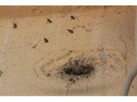 Yıllardır mahalleyi mesken tutan arıları çocukların attığı taş kızdırdı