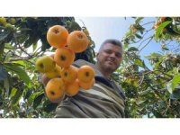 ’Sarı altın’ yenidünyada hasat başladı: İç pazara 50-100 TL’ye, dış pazara 4 dolara gönderiliyor