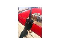 Alanya’da horoz dövüşüne jandarma baskını: 11 kişiye 143 bin TL ceza