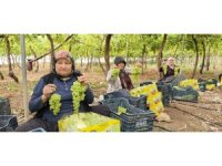 Silifke’de sezonun ilk üzümü hasat edildi, kilosu 600 TL’den ihraç edildi