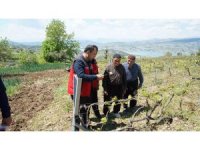 Kahramanmaraş’ta Kabarcık Üzüm’e koruma hamlesi