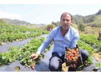 Hatay’da çilek hasadı başladı
