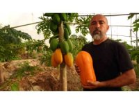 Tropikal papaya meyvesinde hasat heyecanı: Kilosu 90 TL’ye kadar çıkıyor