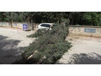 Antalya’da mezarlıktaki ağaç devrildi, park halindeki araç zarar gördü