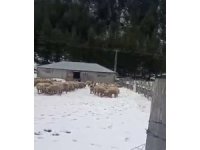 Kar kalınlığı 1 metreye ulaştı, mahsur kalan vatandaş kurtarıldı