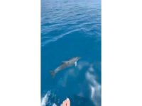 Alanya’da yunusların gösterisi turistleri hayran bıraktı