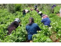 Turfanda ’sarıkız’ hasadı başladı: Kilosu 100 TL’den alıcı buldu