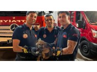 Otomobilin motoruna sıkışan yavru köpeği itfaiye kurtardı
