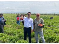 Aromasıyla ağızlarda tat bırakan Hassa çileğinin hasadına başlandı
