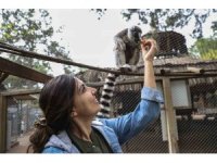 Antalya Doğal Yaşam Parkı’nda yavru lemur sevinci