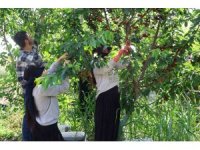 İspanyol kirazı Adana’dan Avrupa’ya ihraç ediliyor