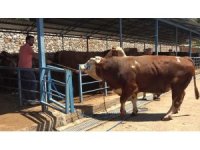 Alanya’da kurban pazarının gözdesi 1 ton 200 kilogramlık dana 450 bin TL’ye alıcı buldu