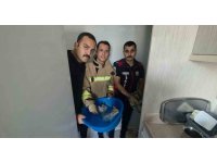 Yavru kediler duvarın kırılmasıyla kurtarıldılar