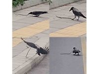 Karganın yılan avı kameraya yansıdı