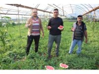 Çekirdek karpuzun hasadı başladı: 3 ayda hasat ediliyor, 1 ayda tükeniyor
