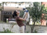 Mersin’de sahiplendirme kampanyasıyla bin 927 köpek yeni yuvasına kavuştu