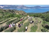 Isparta’da festival coşkusu devam ediyor: Eğirdir Gölü manzarasıyla gül topladılar