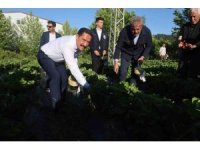 Lezzetiyle damaklarda tat bırakan çilekte 10 bin 900 ton rekolte bekleniyor