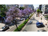Adana’da jakarandalar çiçek açtı, kent mor renge büründü