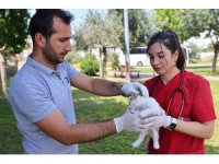 Büyükşehir’in hayvan ambulansı can dostların imdadına yetişiyor