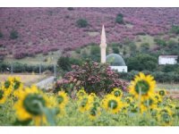 Kozan’da dağlar pembeye, ova günebakanlarla sarıya büründü