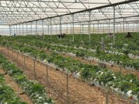 DOĞAKA’nın desteklediği projede çilekler hasat edilmeye başlandı