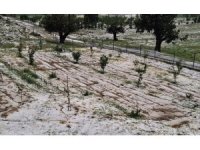 Mersin Erdemli’de dolu tarım alanlarına zarar verdi