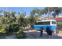 Osmaniye’de çınar ağacı, halk otobüsünün üzerine düştü: Saniyelerle kurtuldu