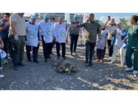 Tedavisi tamamlanan 3 deniz kaplumbağası yeniden denizle buluştu