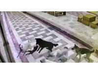 Kedinin tek başına 6 köpekle mücadele ettiği anlar kameraya yansıdı