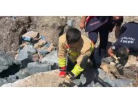 Anne kedi yavruları kurtarılana kadar ekiplerin başında bekledi