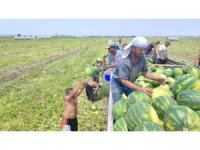 40 derece sıcakta karpuz işçilerinin ekmek mücadelesi