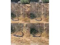 2 metrelik yılanların dansını kedi izledi