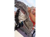 Alanya’da ayaklarına misina dolanan martıyı amatör balıkçılar kurtardı