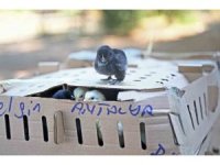 Otobüsle Bursa’dan Antalya’ya karton koliler ile 700 civciv gönderdiler