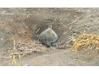 Popülasyonu artıyor: Caretta carettaların yuvalaması geç başladı, yoğun sürüyor