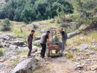 Yaralı dağ keçisi tedavisinin ardından doğaya bırakıldı