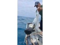 Denize atılan çuvala dolanarak hayat mücadelesi veren caretta carettayı balıkçı kurtardı