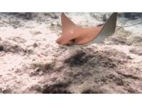 Atlantik kökenli inek burunlu vatoz Akdeniz’de ilk kez görüntülendi